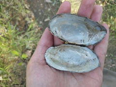 Strophitus undulatus