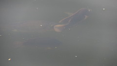Oreochromis mossambicus