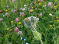 Hieracium valdepilosum
