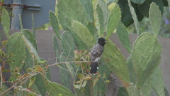 Pycnonotus cafer