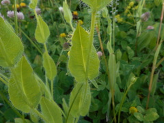 Hieracium valdepilosum