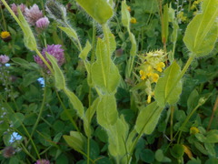 Hieracium valdepilosum