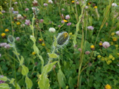 Hieracium valdepilosum