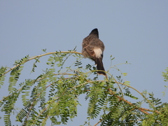 Pycnonotus cafer