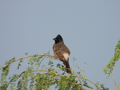 Pycnonotus cafer