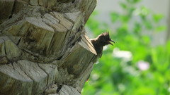 Pycnonotus cafer