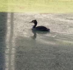 Podiceps cristatus