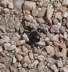 Pterostichus jurinei