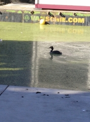 Podiceps cristatus