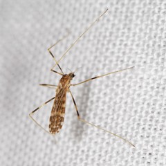 Erioptera caliptera