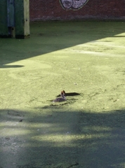 Podiceps cristatus
