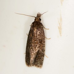 Phtheochroa