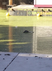 Podiceps cristatus