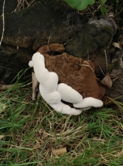 Fungi