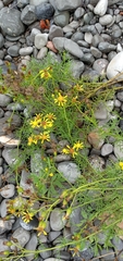 Senecio flaccidus flaccidus