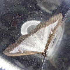 Cydalima perspectalis