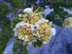 Serruria glomerata × villosa