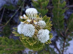 Serruria glomerata × villosa