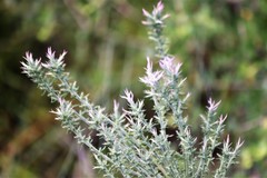 Liatris carrizana