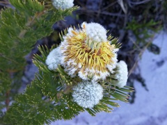 Serruria glomerata × villosa