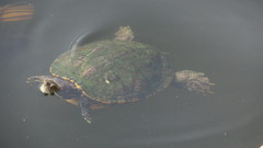 Trachemys scripta elegans