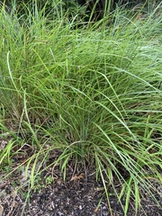Carex virgata