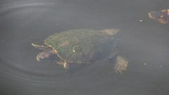 Trachemys scripta elegans