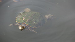 Trachemys scripta elegans