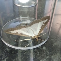 Cydalima perspectalis