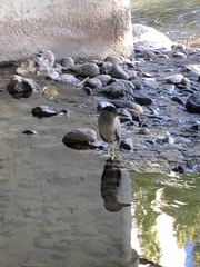 Nycticorax nycticorax