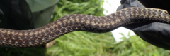 Thamnophis sirtalis