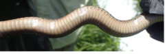 Thamnophis sirtalis
