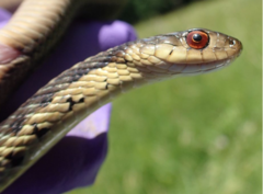 Thamnophis sirtalis