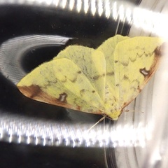 Opisthograptis luteolata