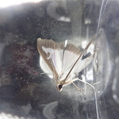 Cydalima perspectalis