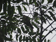 Turdus assimilis