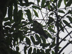 Turdus assimilis