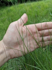 Muhlenbergia cuspidata