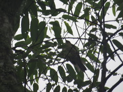 Turdus assimilis