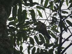 Turdus assimilis