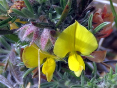 Argyrolobium collinum