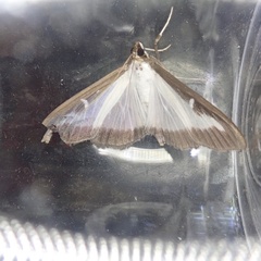 Cydalima perspectalis