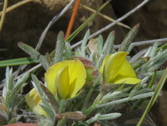 Argyrolobium collinum