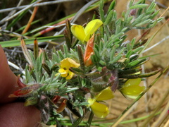 Argyrolobium collinum