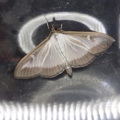 Cydalima perspectalis