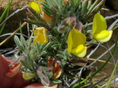 Argyrolobium collinum