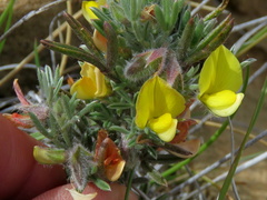 Argyrolobium collinum