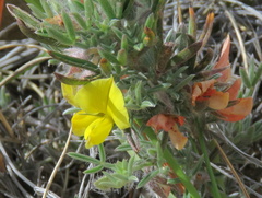 Argyrolobium collinum