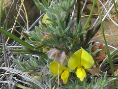 Argyrolobium collinum