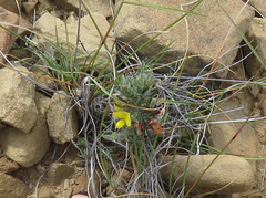 Argyrolobium collinum